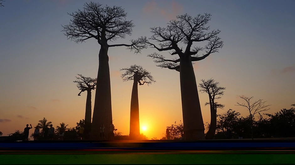 Allée des baobabs & Lac