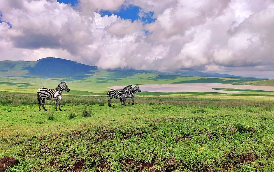 Cratère Ngorongoro & Faune