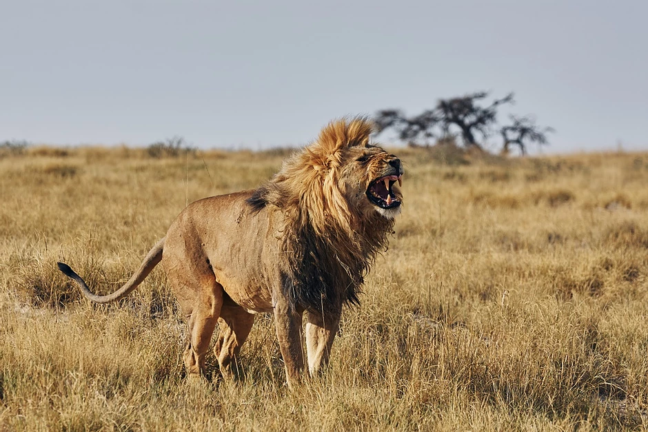 Lions : Parc Etosha